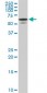 STXBP1 Antibody (monoclonal) (M01)
